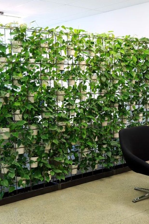 Green walls are increasingly popular as the biophilic aesthetic makes people feel happier at work.