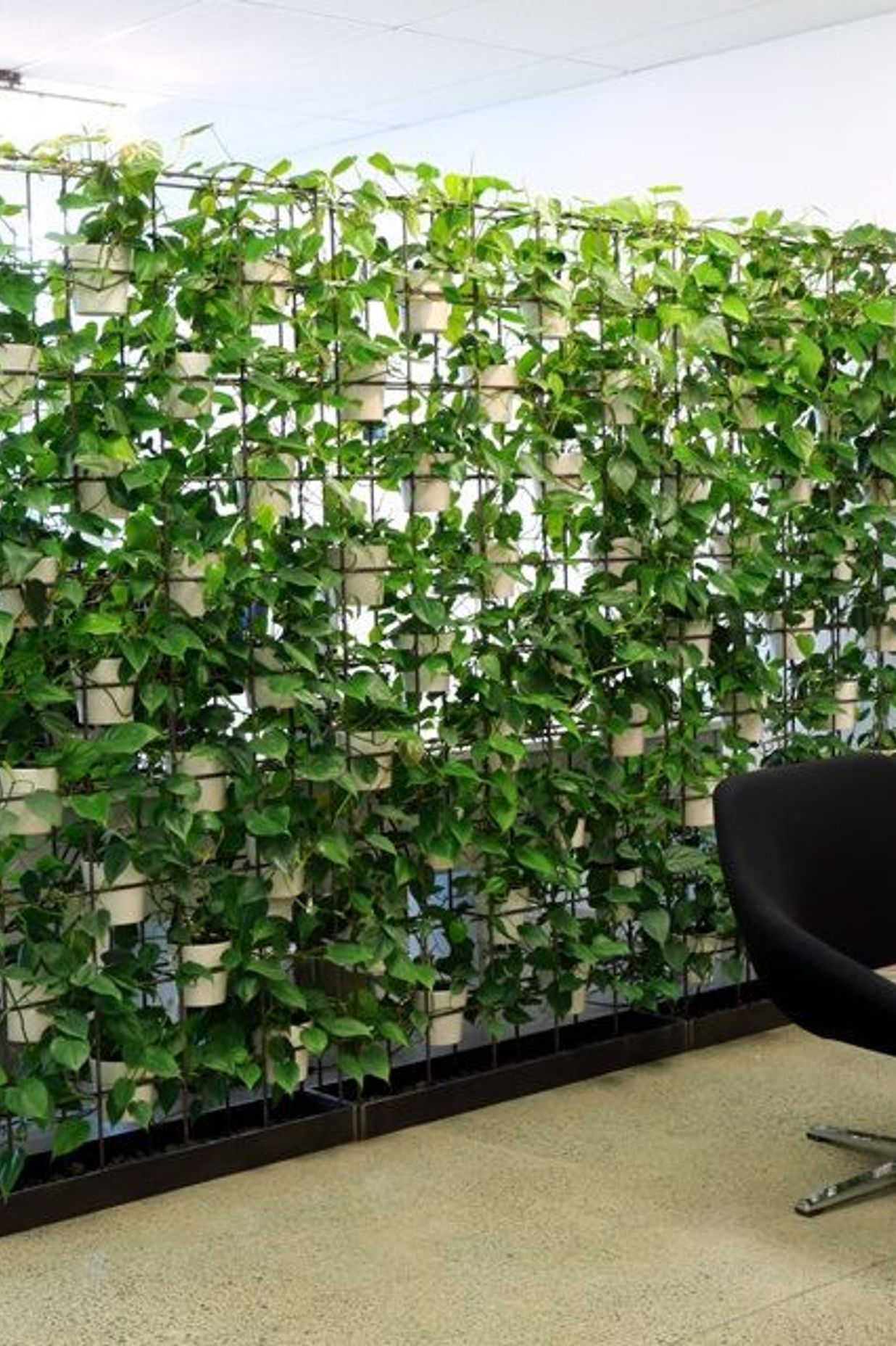 Green walls are increasingly popular as the biophilic aesthetic makes people feel happier at work.