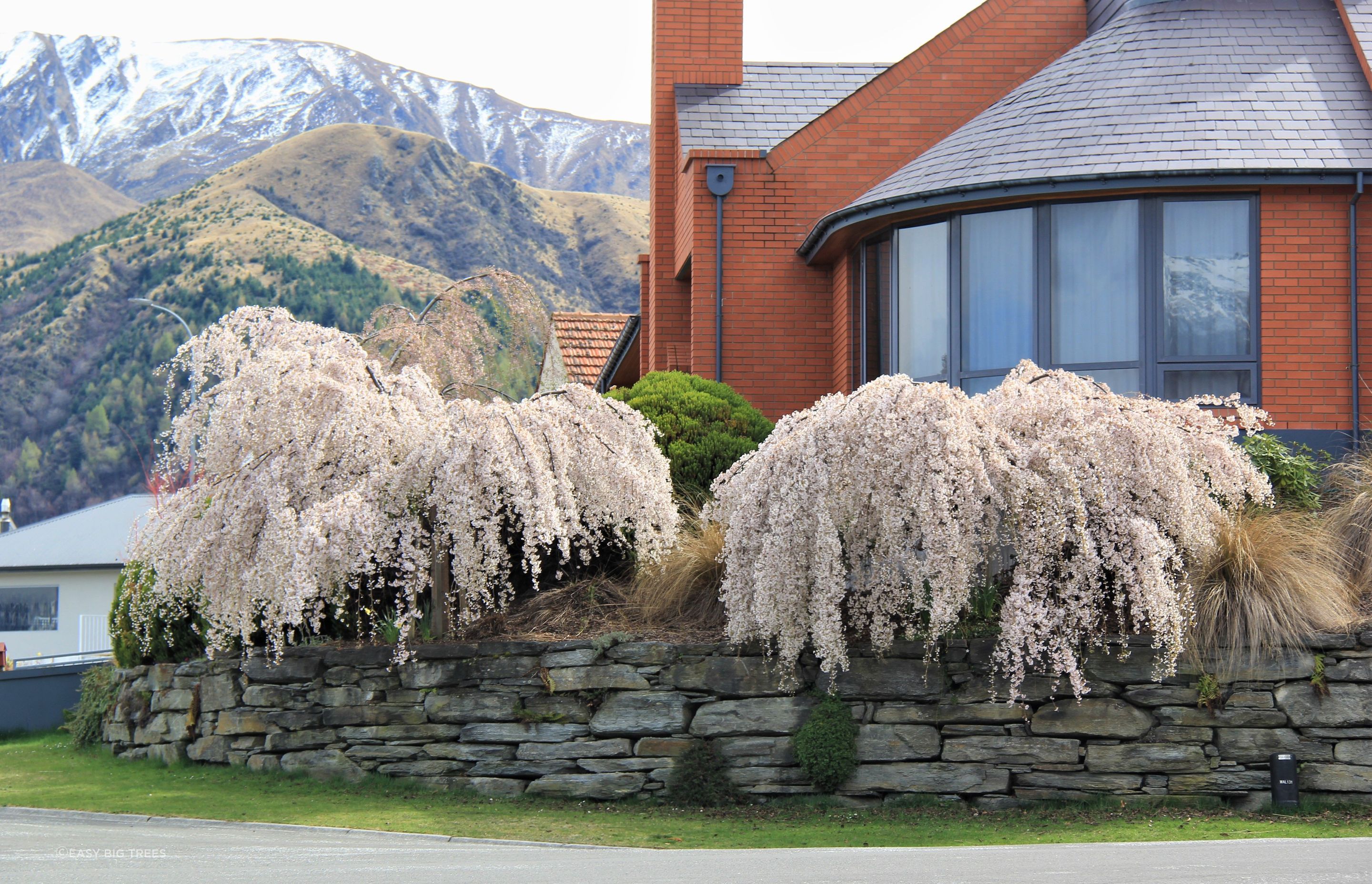 PRUNUS subhirtella 'Falling Snow' - Weeping Cherry Trees in Arrowtown.