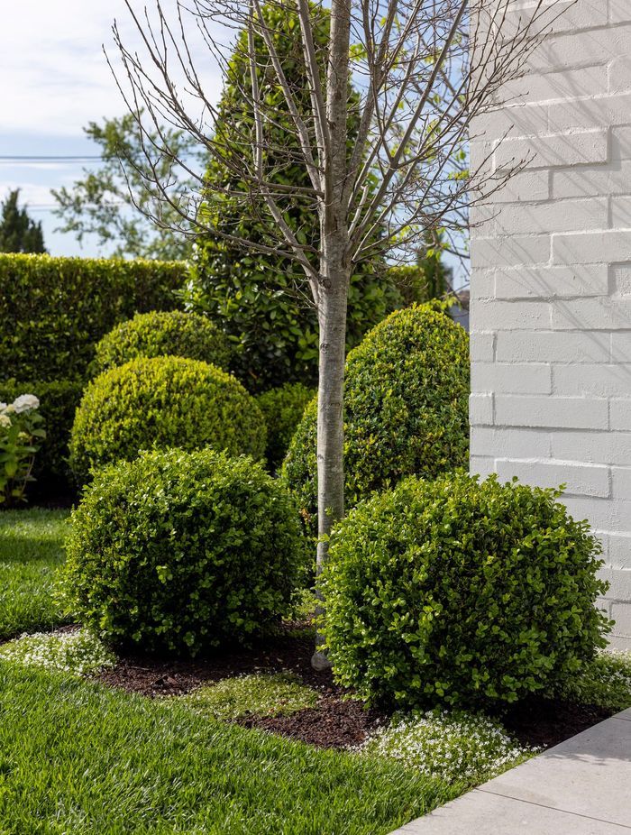 Topiaries of different sizes were selected by the owner, adding shape and texture to this inner-city garden.