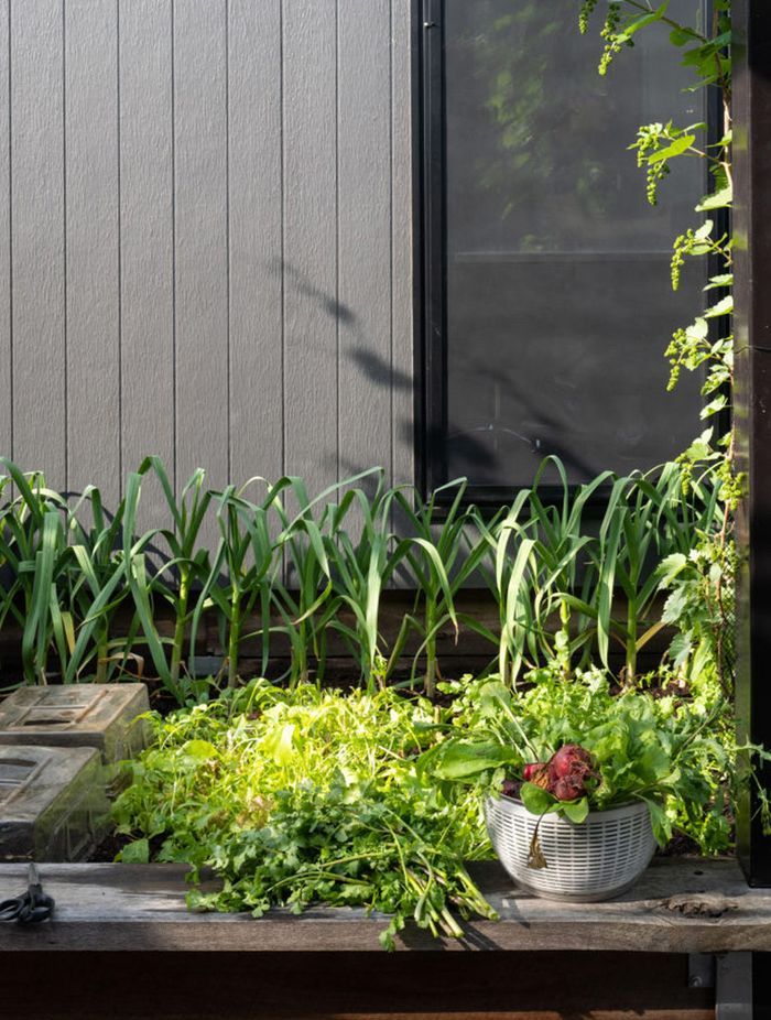 The End of the Veggie Patch