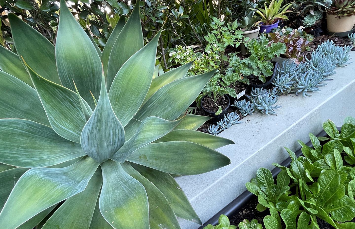 The End of the Veggie Patch