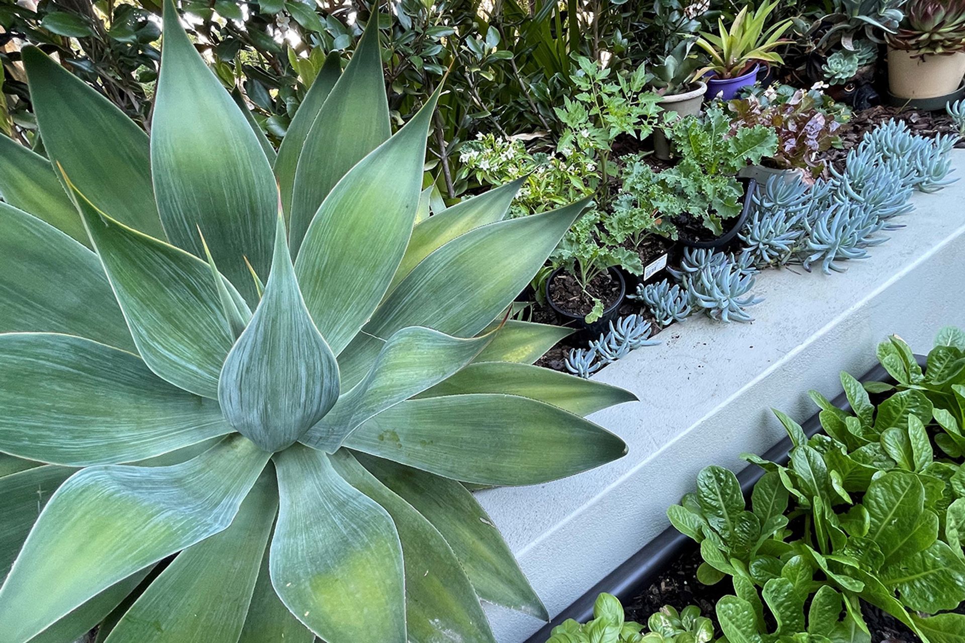 The End of the Veggie Patch