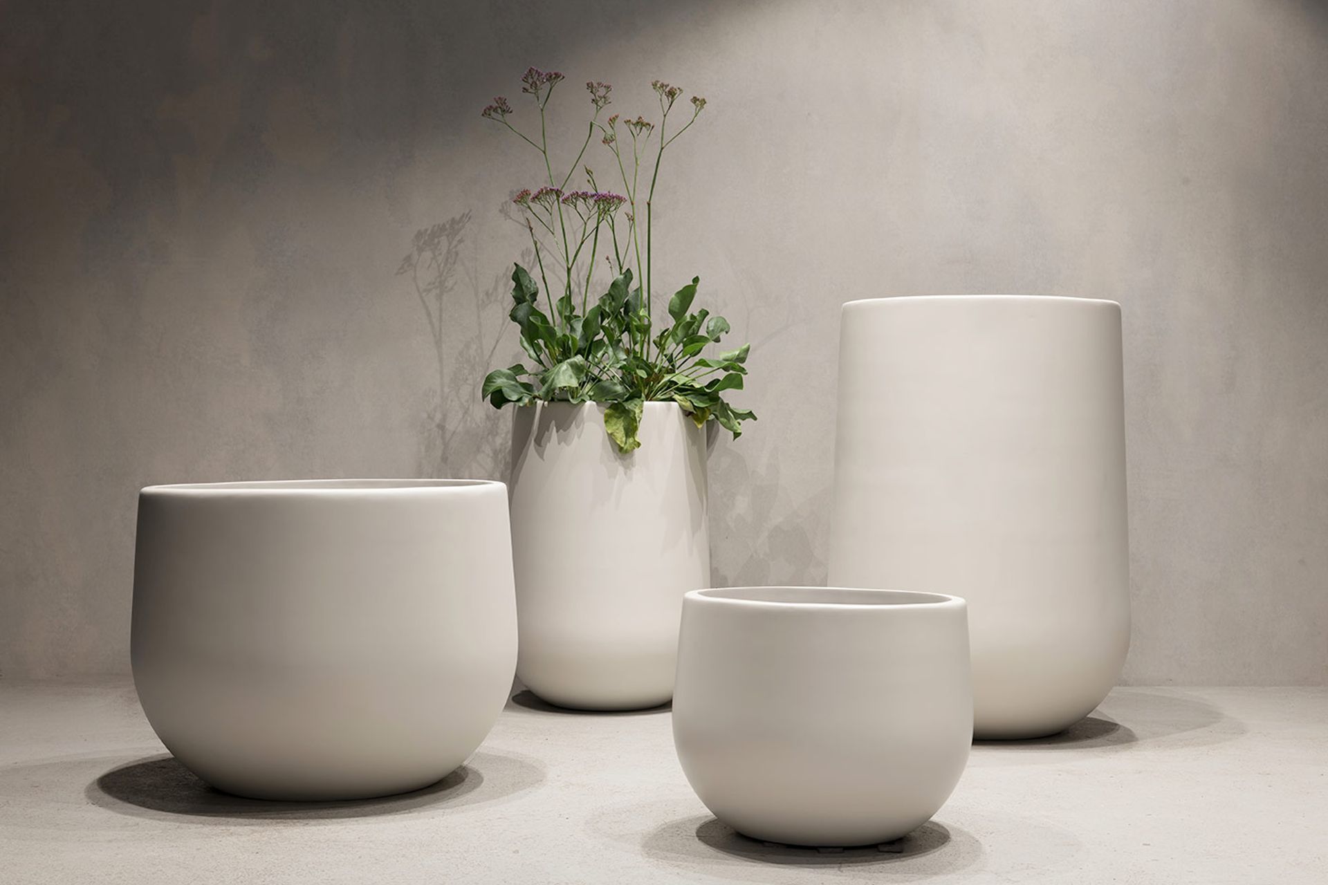Indoor Plants