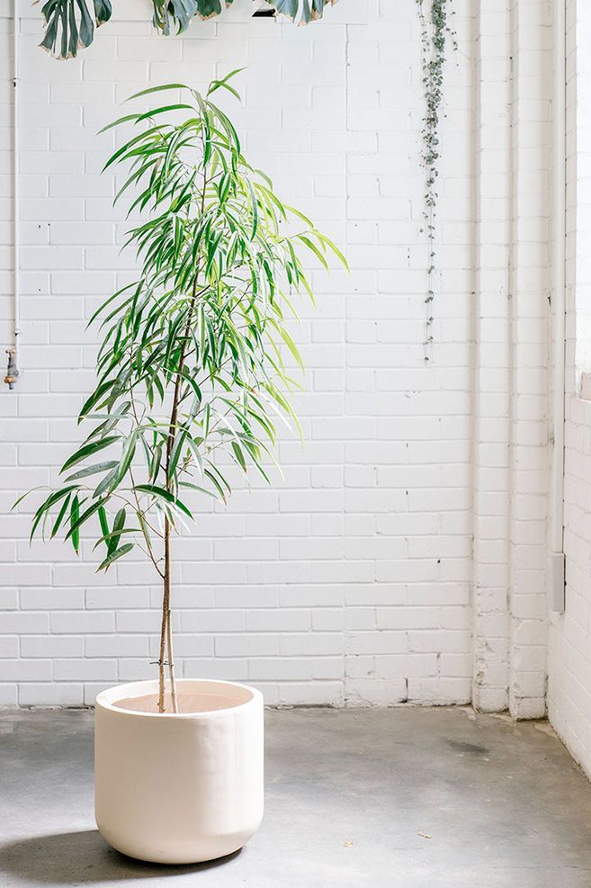 Indoor Plants