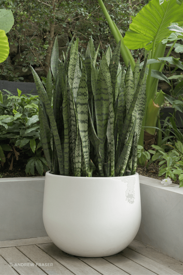 Sansevieria.png