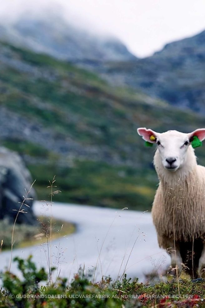 Sheeps1280x800.jpeg