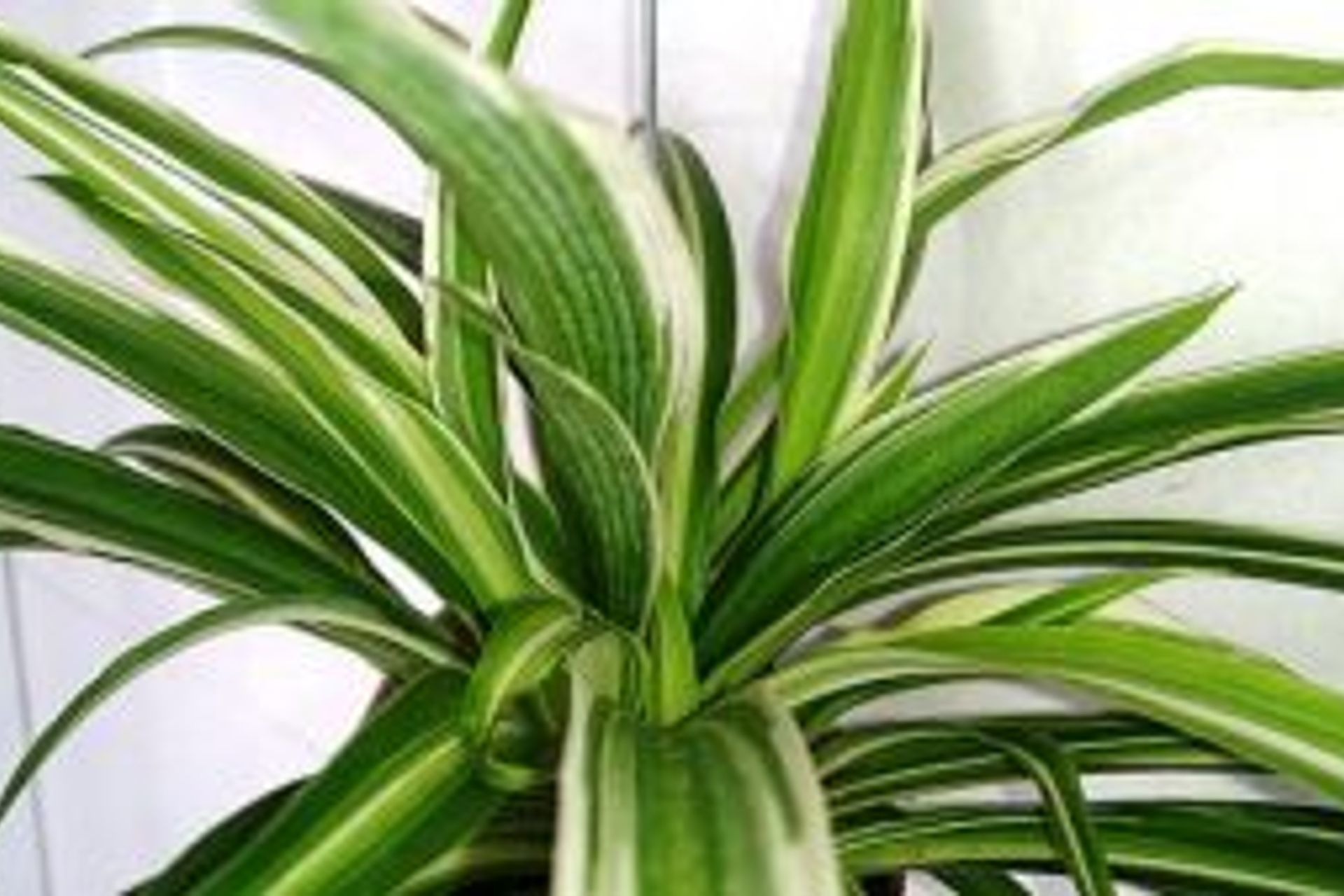 Pet Friendly Plants For Your Home