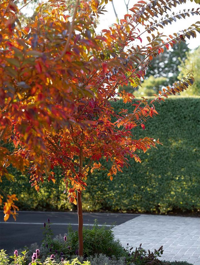 The warm heart of cold gardens