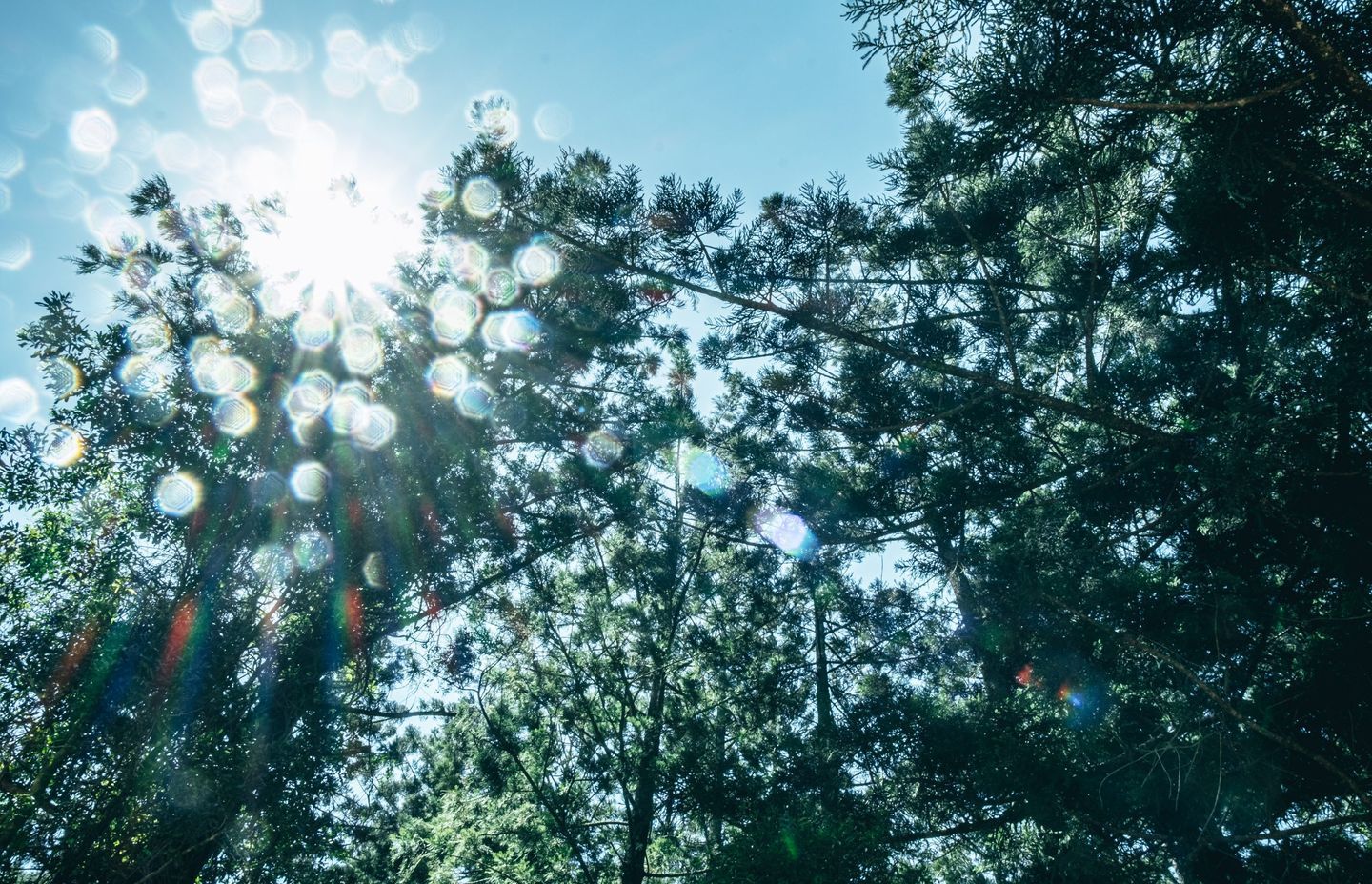 Solo Pacific adventurer visits source of rowboat timber