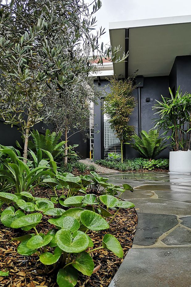 Wet, Wet, Wet: How to manage soaked Sydney gardens during La Nina’s rainy season