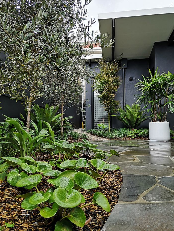 Wet, Wet, Wet: How to manage soaked Sydney gardens during La Nina’s rainy season