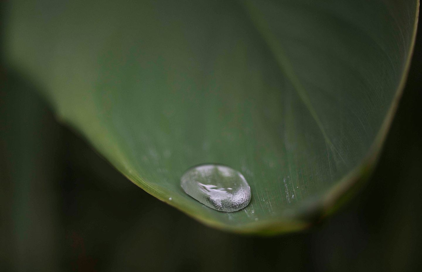Wet, Wet, Wet: How to manage soaked Sydney gardens during La Nina’s rainy season