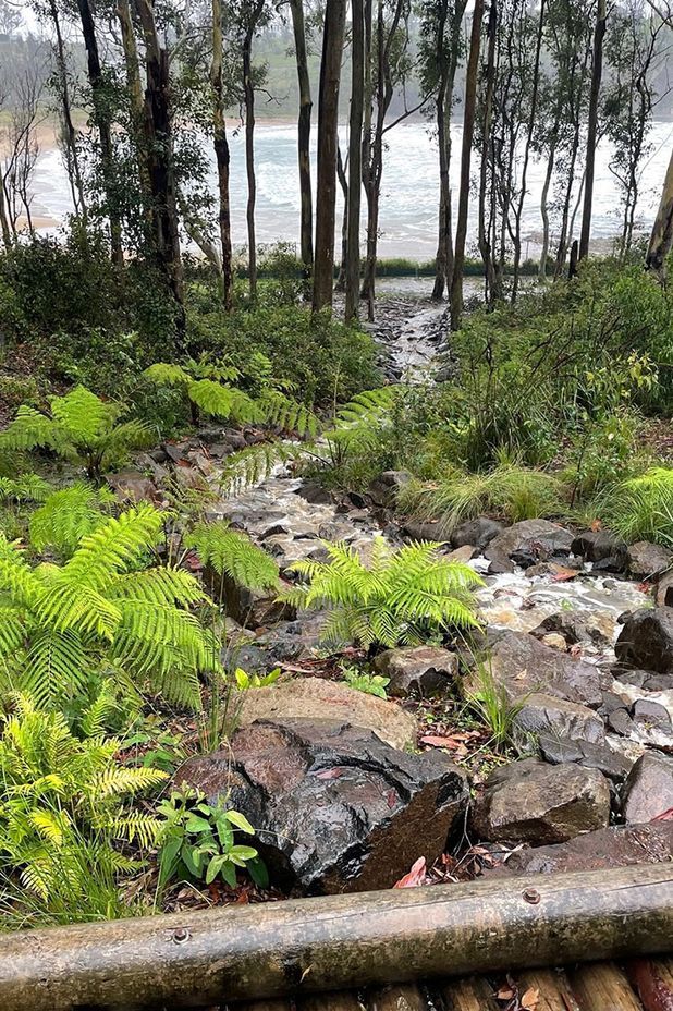 Wet, Wet, Wet: How to manage soaked Sydney gardens during La Nina’s rainy season