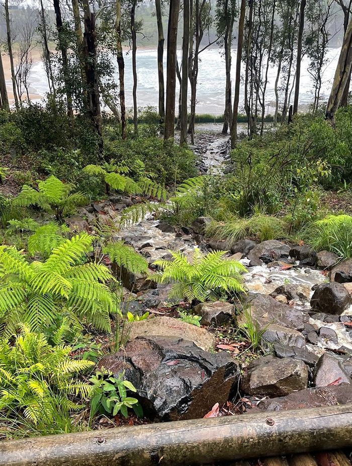 Wet, Wet, Wet: How to manage soaked Sydney gardens during La Nina’s rainy season