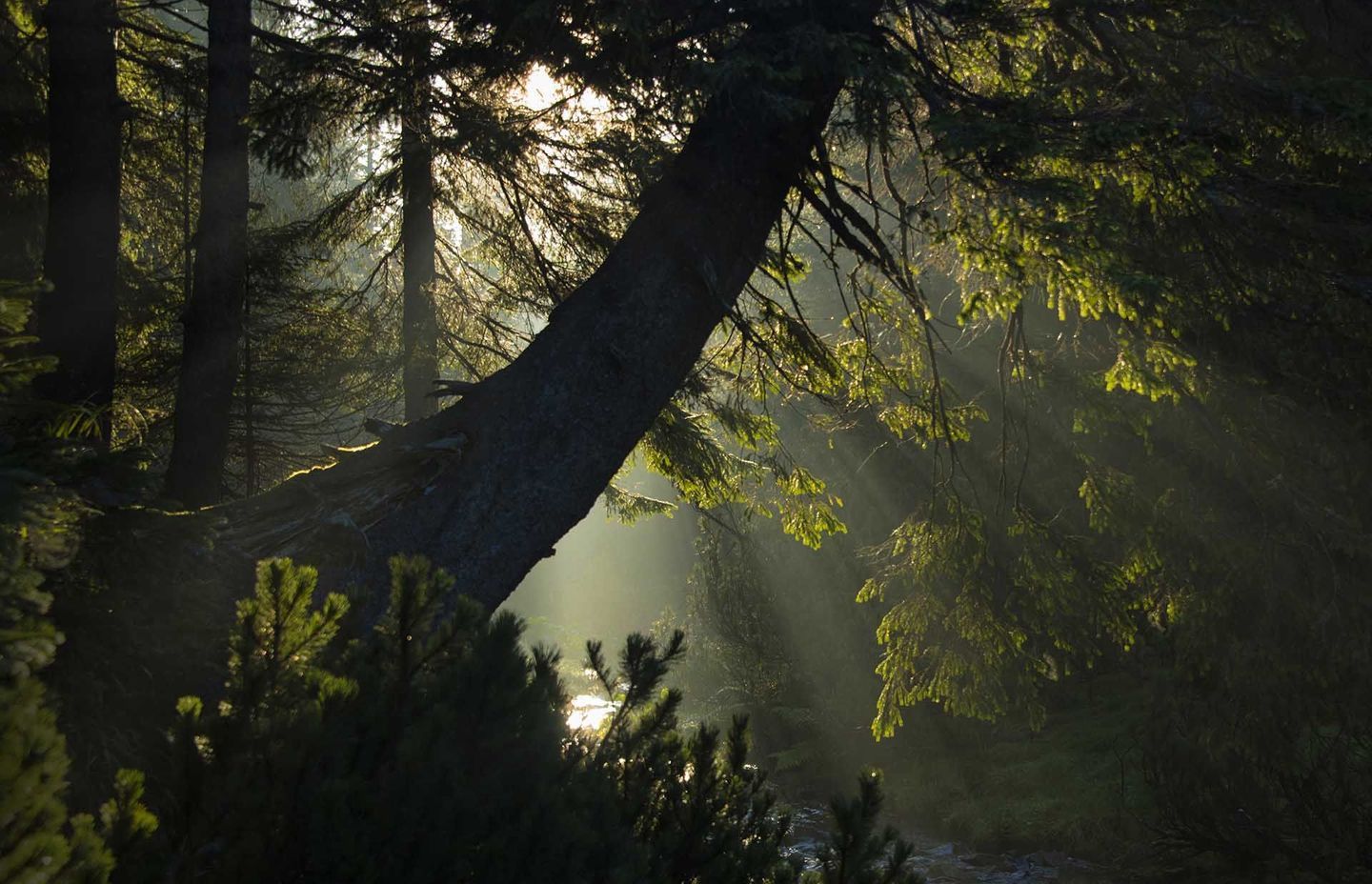 Winners of Ukrainian Photo Contest highlight the various meanings of forests