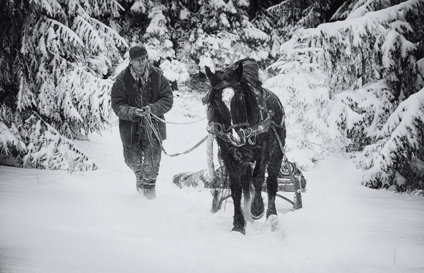 Winners of Ukrainian Photo Contest highlight the various meanings of forests