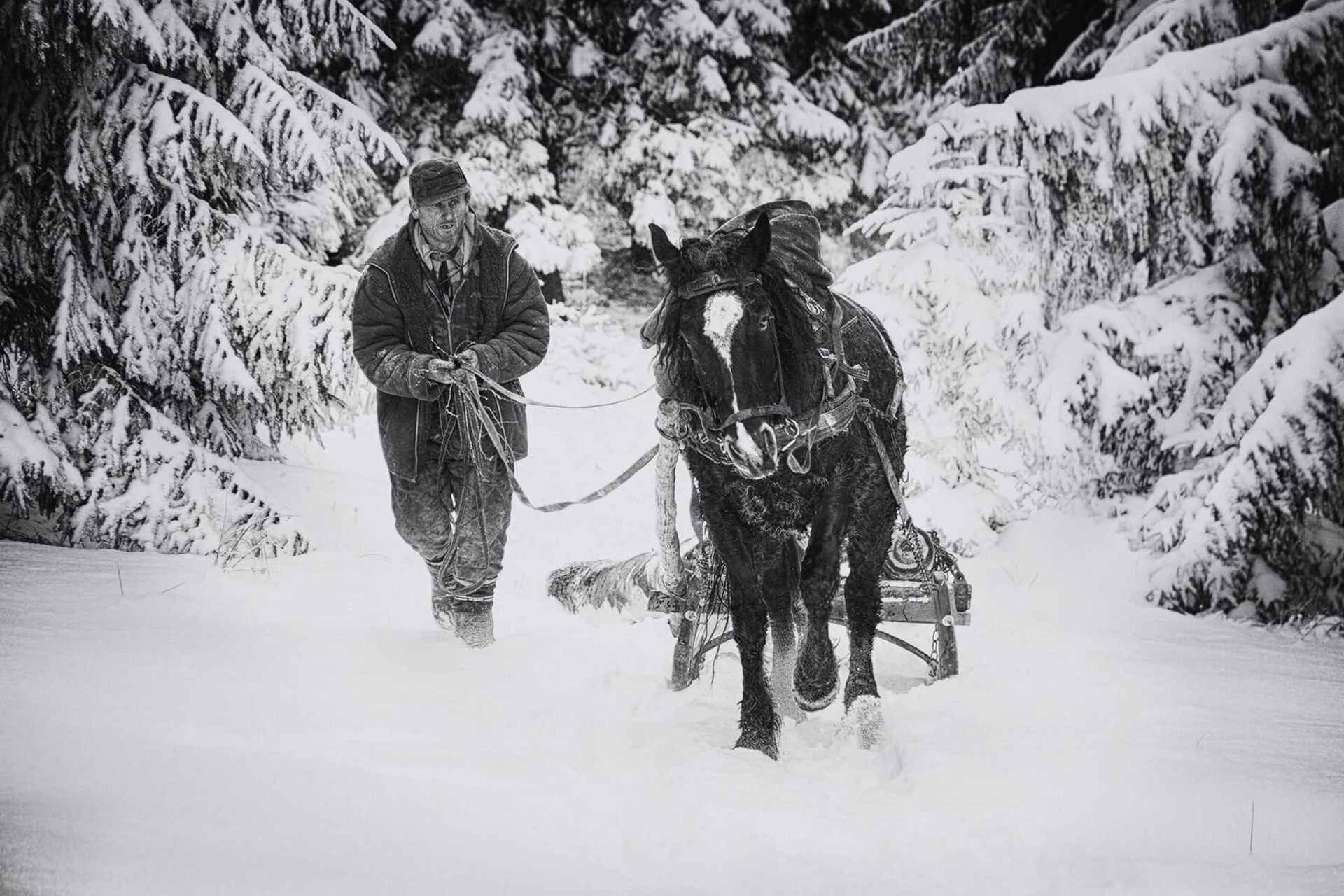 Winners of Ukrainian Photo Contest highlight the various meanings of forests