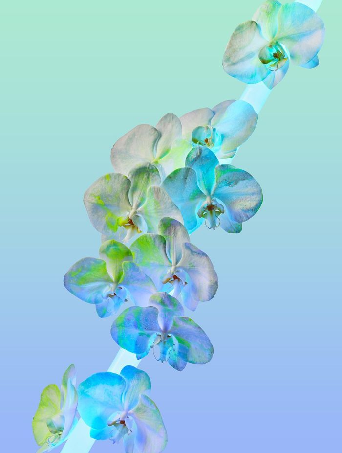 NEON DREAMS: BLUE | TWOSTYLE X AF FINE ART PRINT from A$270.00