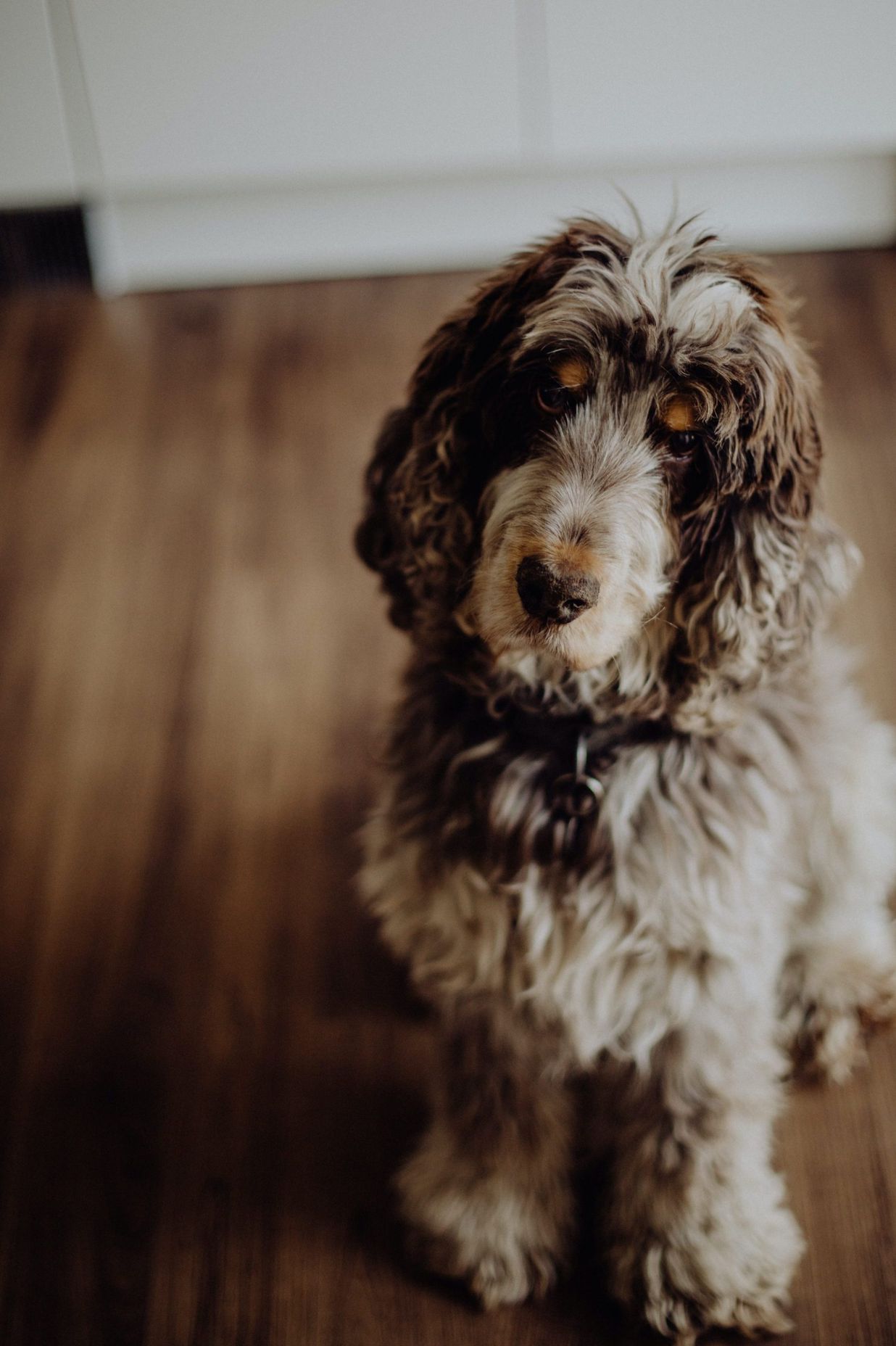 Wood flooring in pet friendly homes