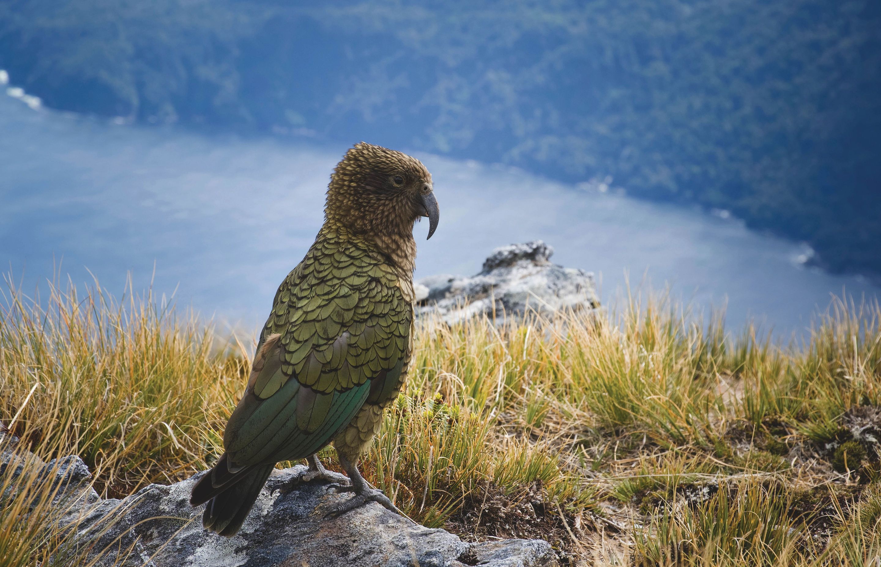 The Kea Conservation Trust (KCT) is a charity dedicated to protecting and preserving kea in their natural habitats.