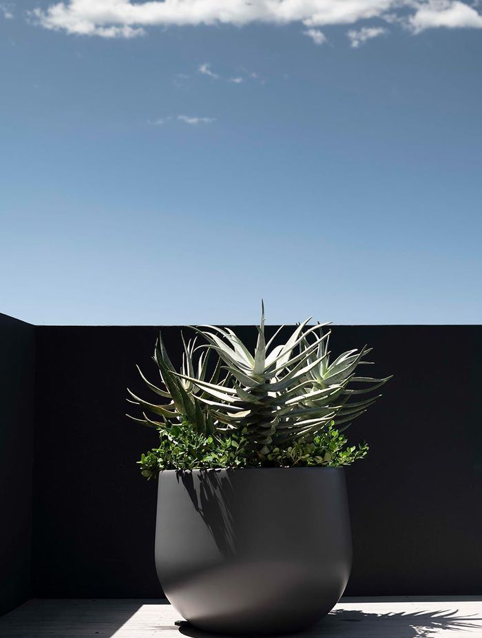 Potted plants of all sizes work well in front gardens