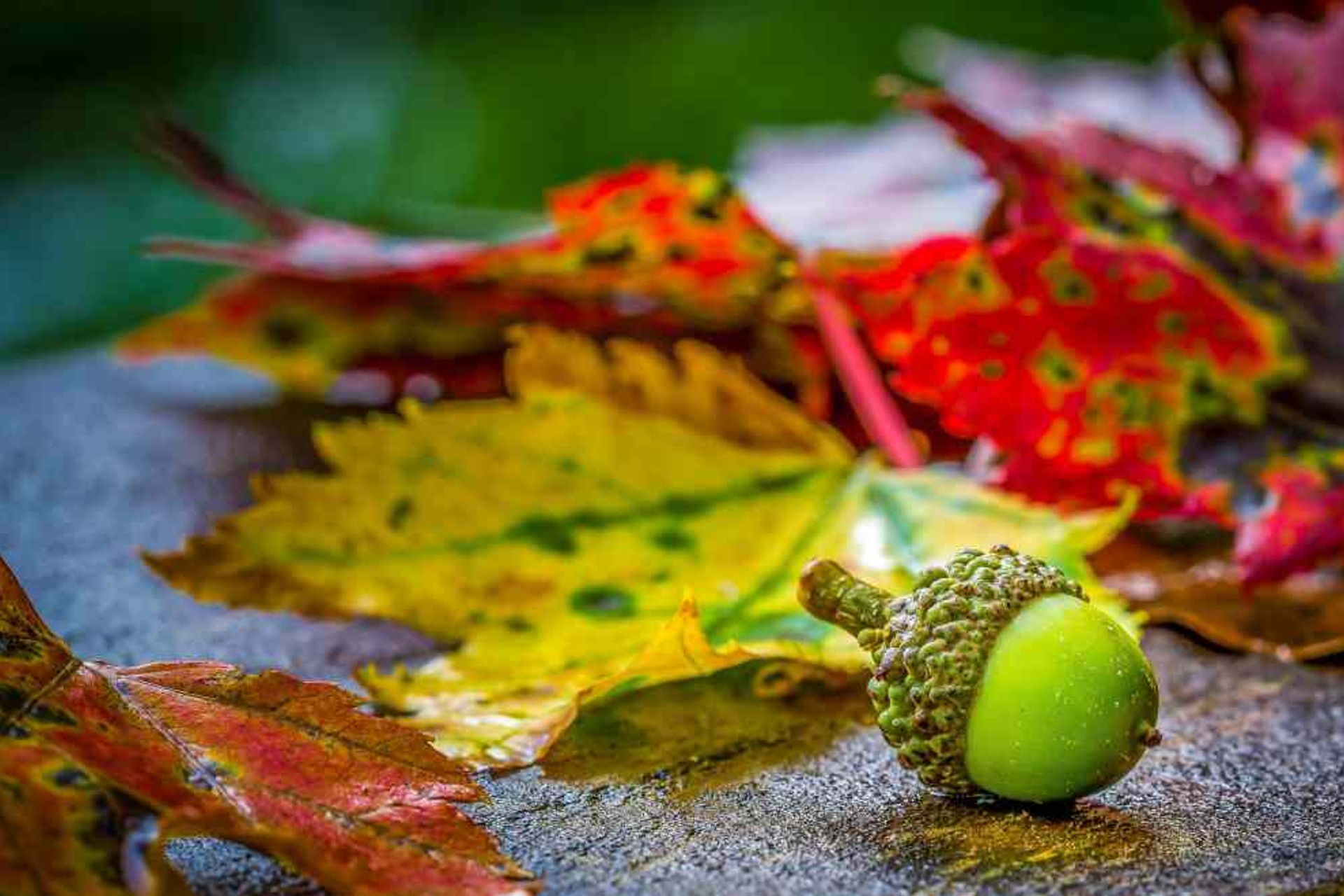 What Your Autumn Landscape Maintenance List Should Include?