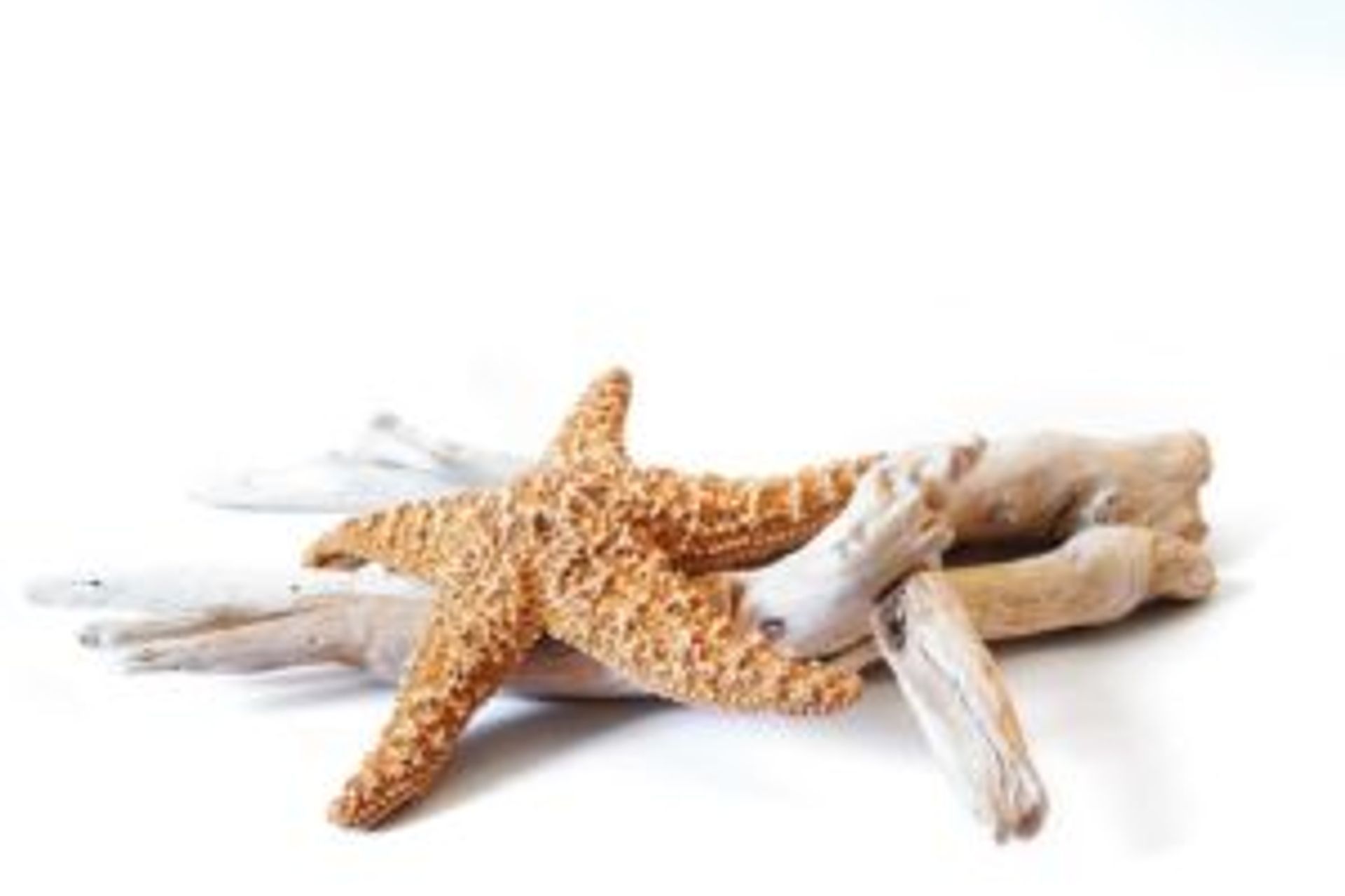 Starfish and Dried Decorative Driftwood