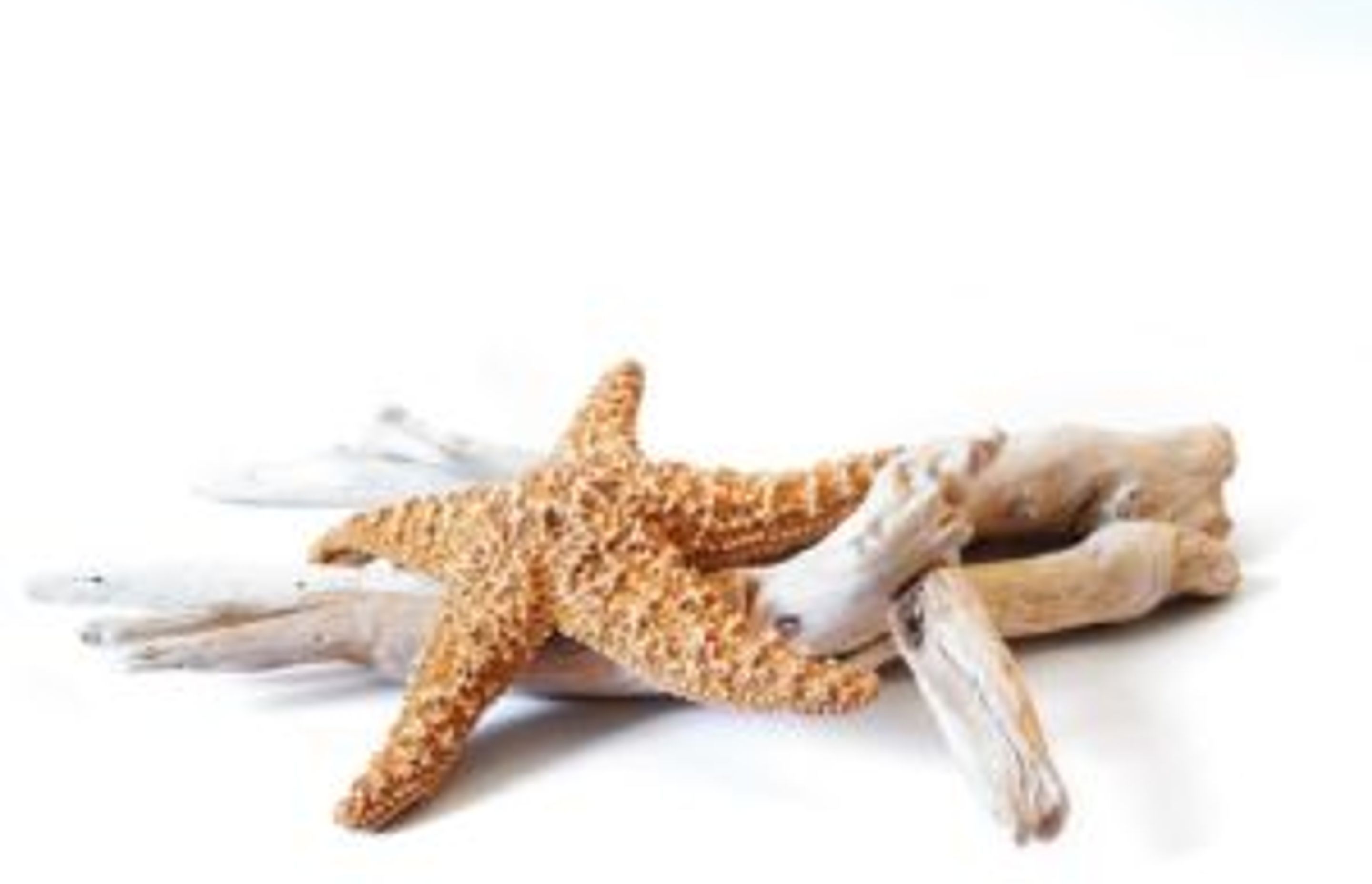 Starfish and Dried Decorative Driftwood