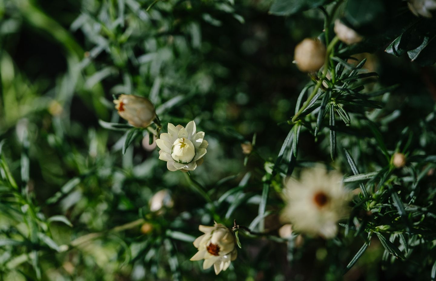 Melbourne International Flower & Garden Show