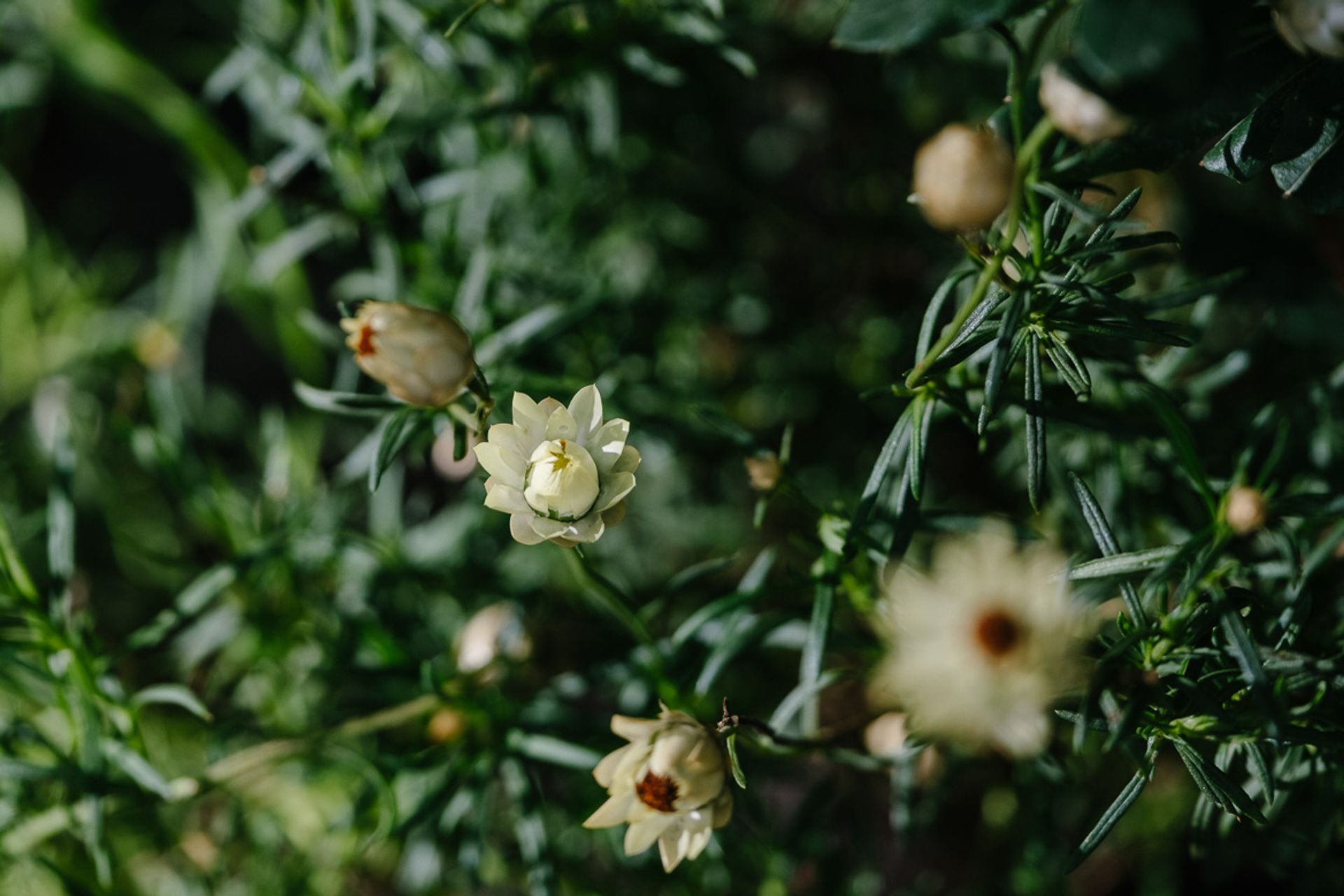 Melbourne International Flower &amp; Garden Show