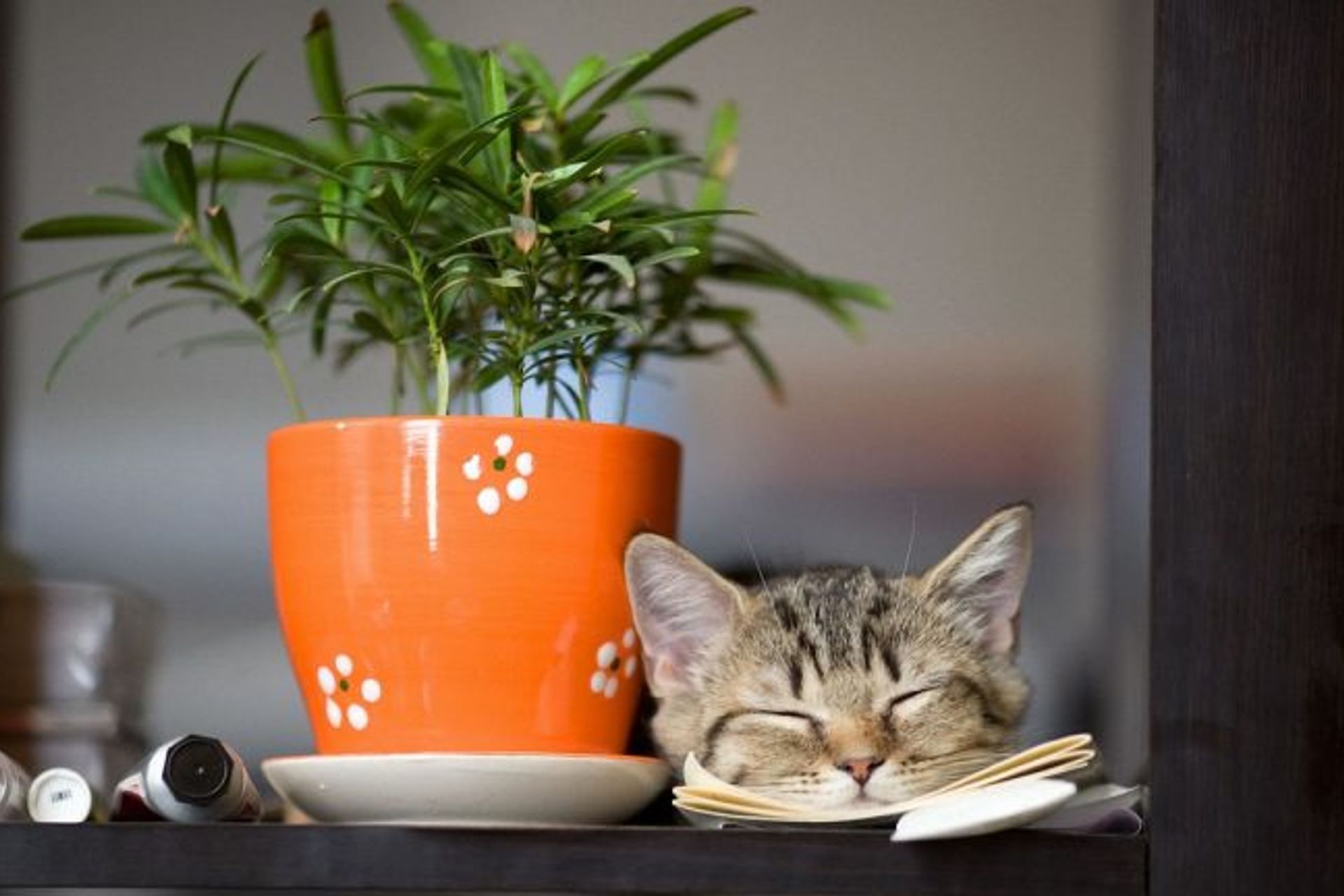 Pet Friendly Plants For Your Home