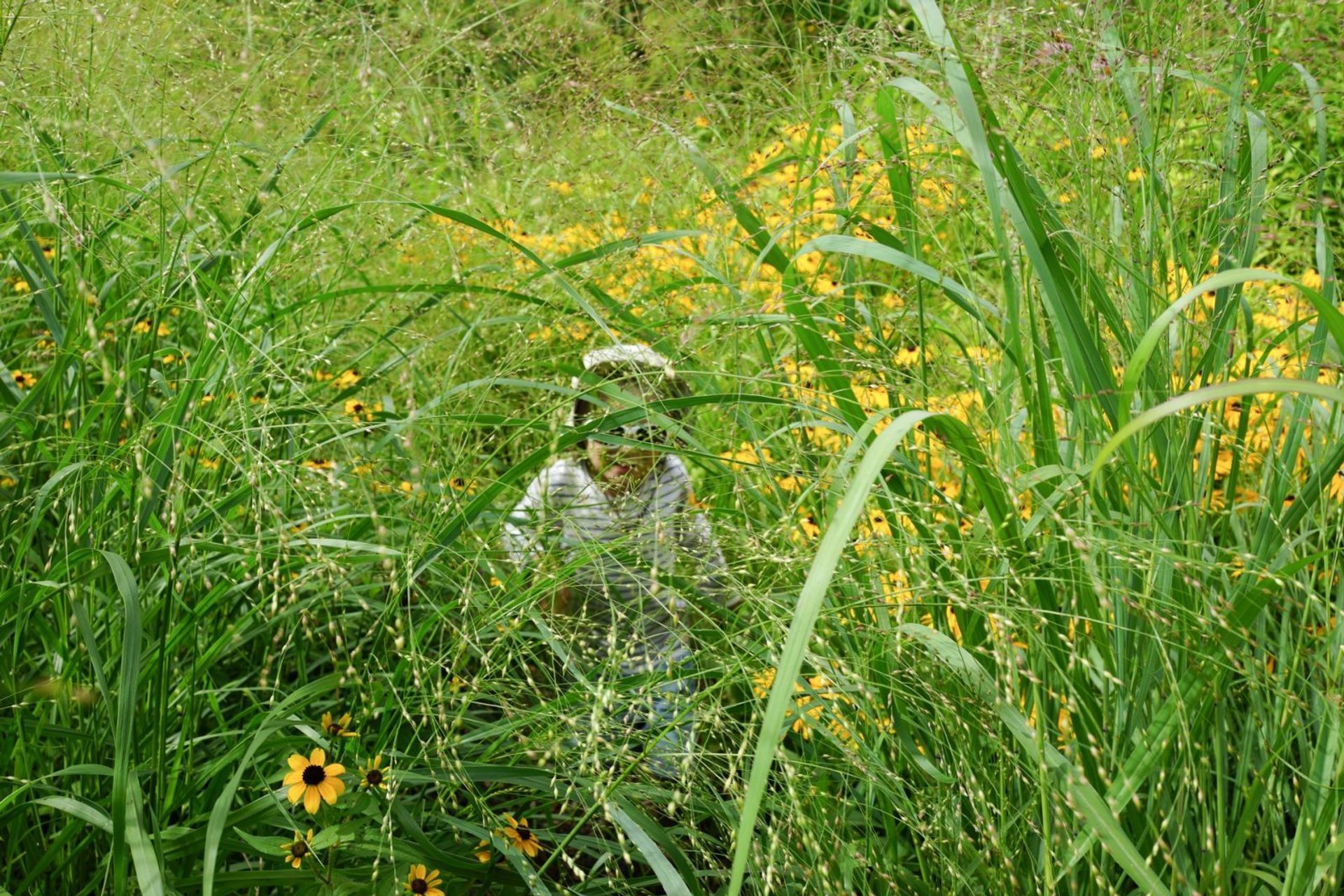 Toronto Botanical gardens – Piet Oudolf – Photo Andy Murray