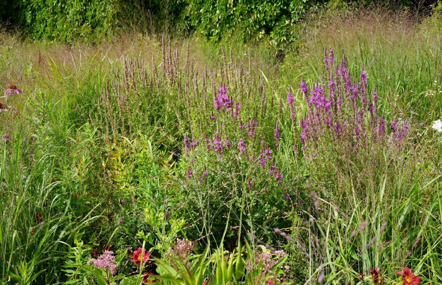 Toronto Botanical gardens – Piet Oudolf – Photo Andy Murray