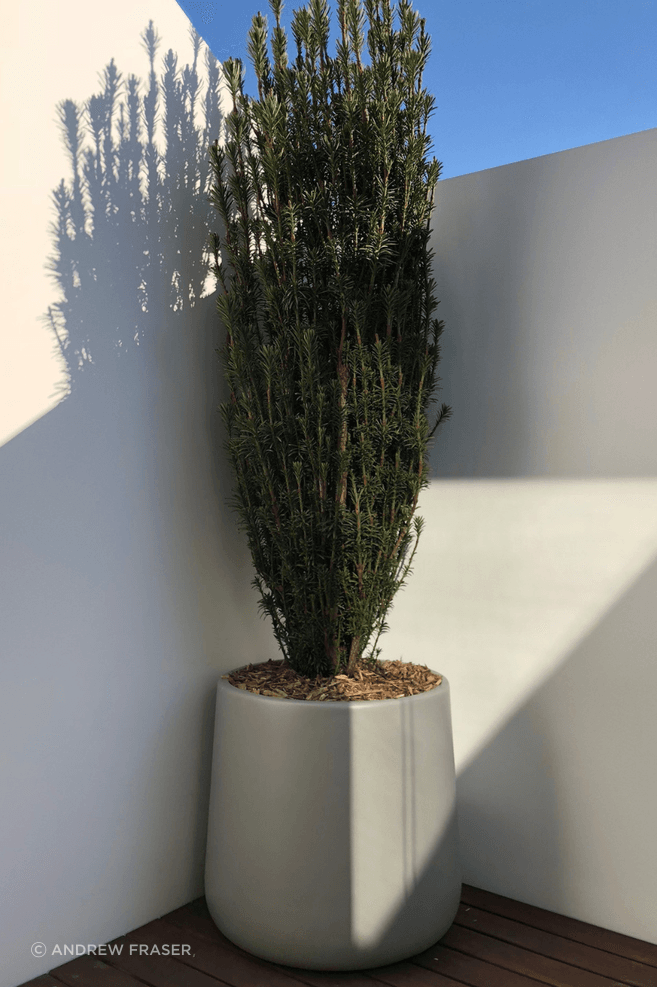 winter-greens-podocarpus-macrophyllus-1-1-v2.png