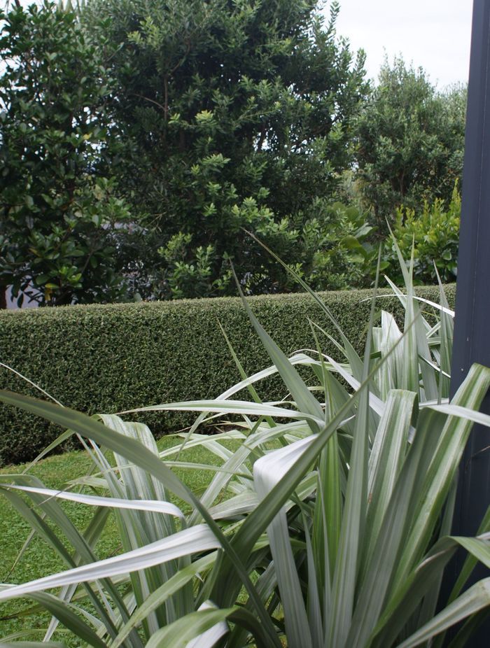 Your Ultimate Guide: Design A Native New Zealand Garden