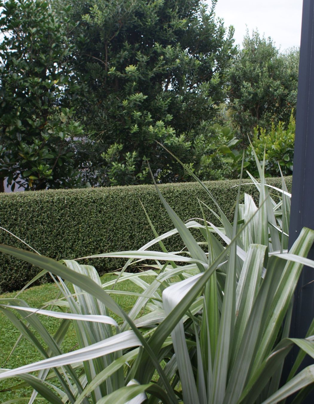 Your Ultimate Guide: Design A Native New Zealand Garden