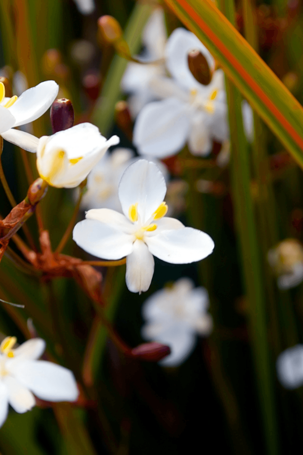 Your Ultimate Guide: Design A Native New Zealand Garden