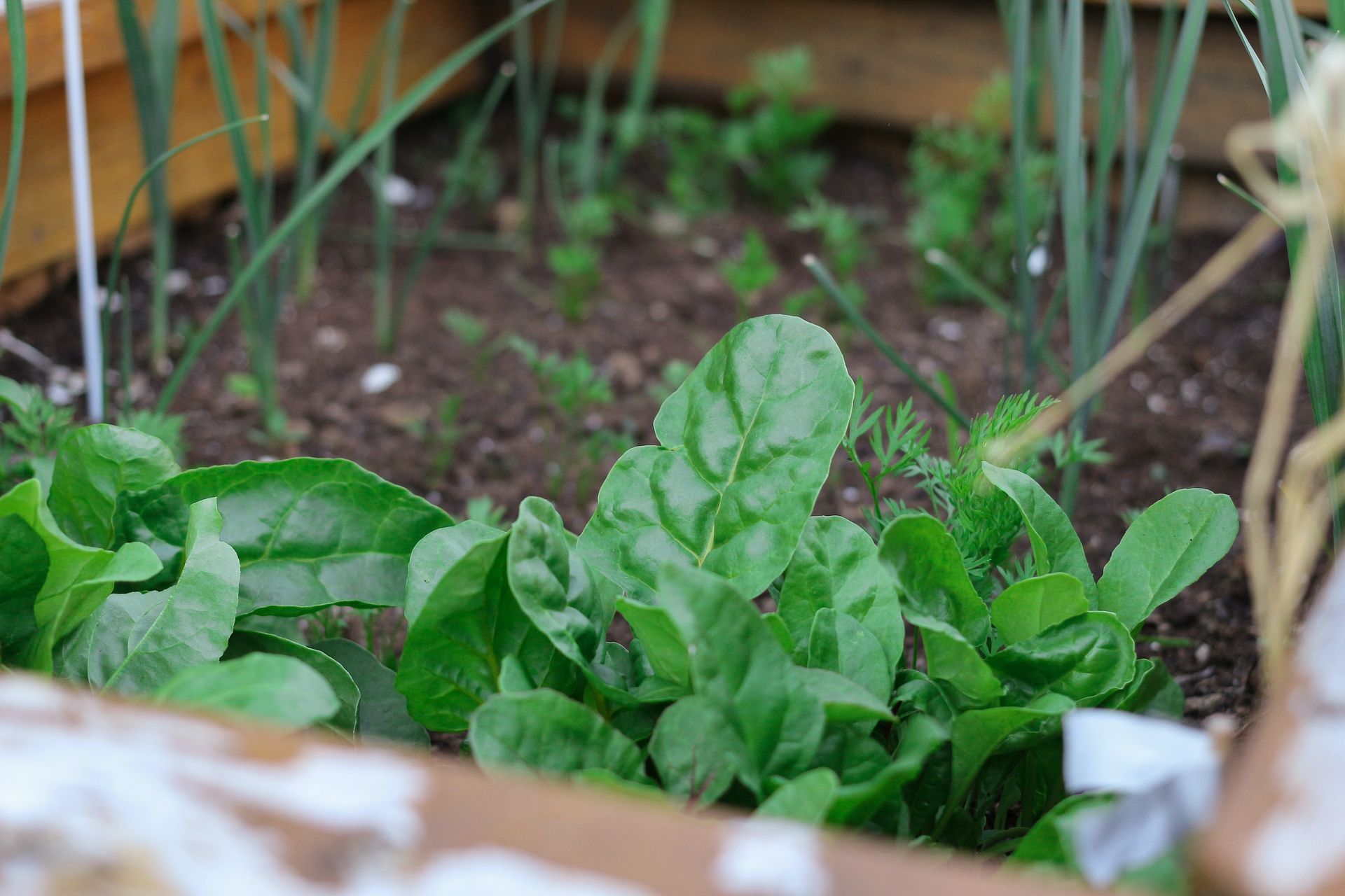 Each phase of the moon has meaning attached to it, and dictates certain activities, such as planting vegetables.