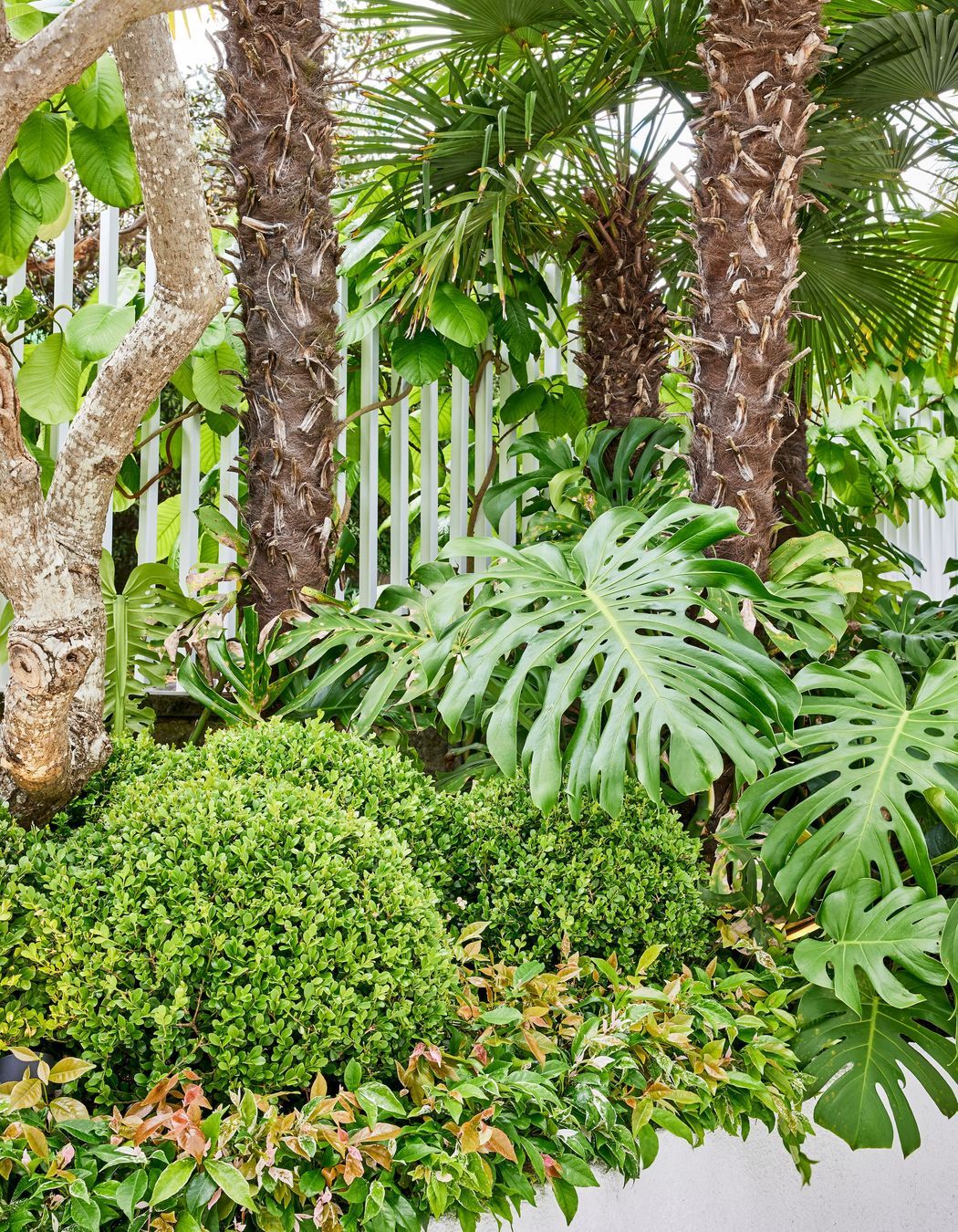 Inside, textured spheres of Buxus mingle with other low- and mid-level shrubs in curved planter beds.