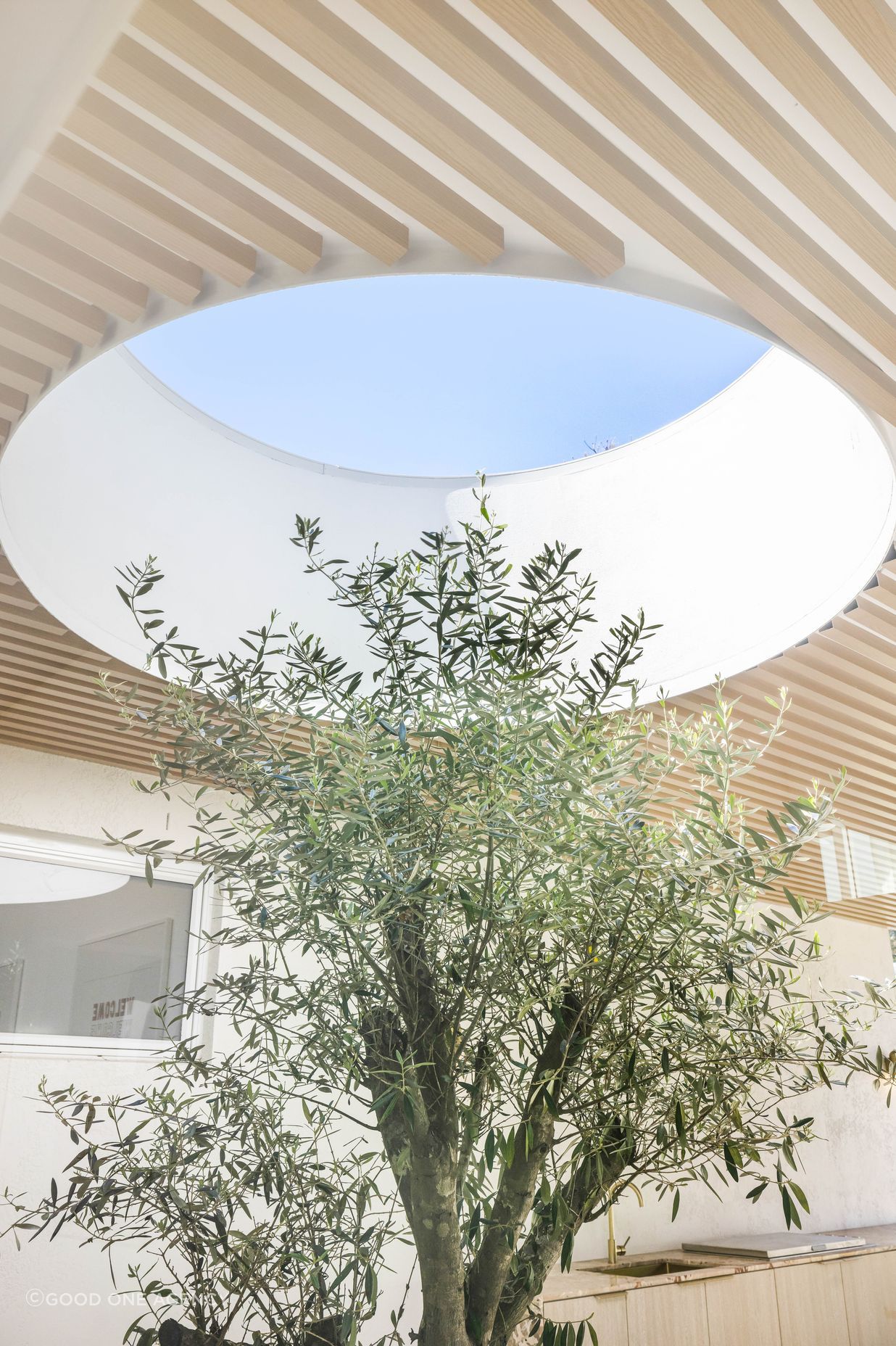 A skylight cut into the roof gives the olive tree light and encourages it to grow .