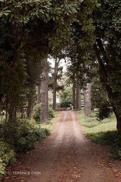 The tree-lined driveway of Osborn House, Bundanoon.