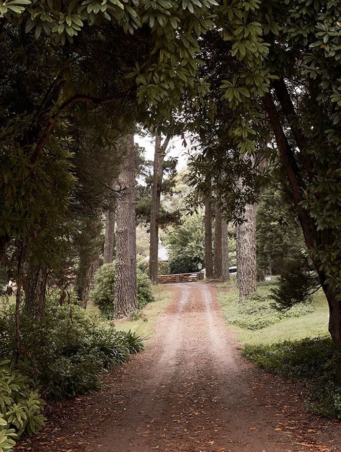 The tree-lined driveway of Osborn House, Bundanoon.