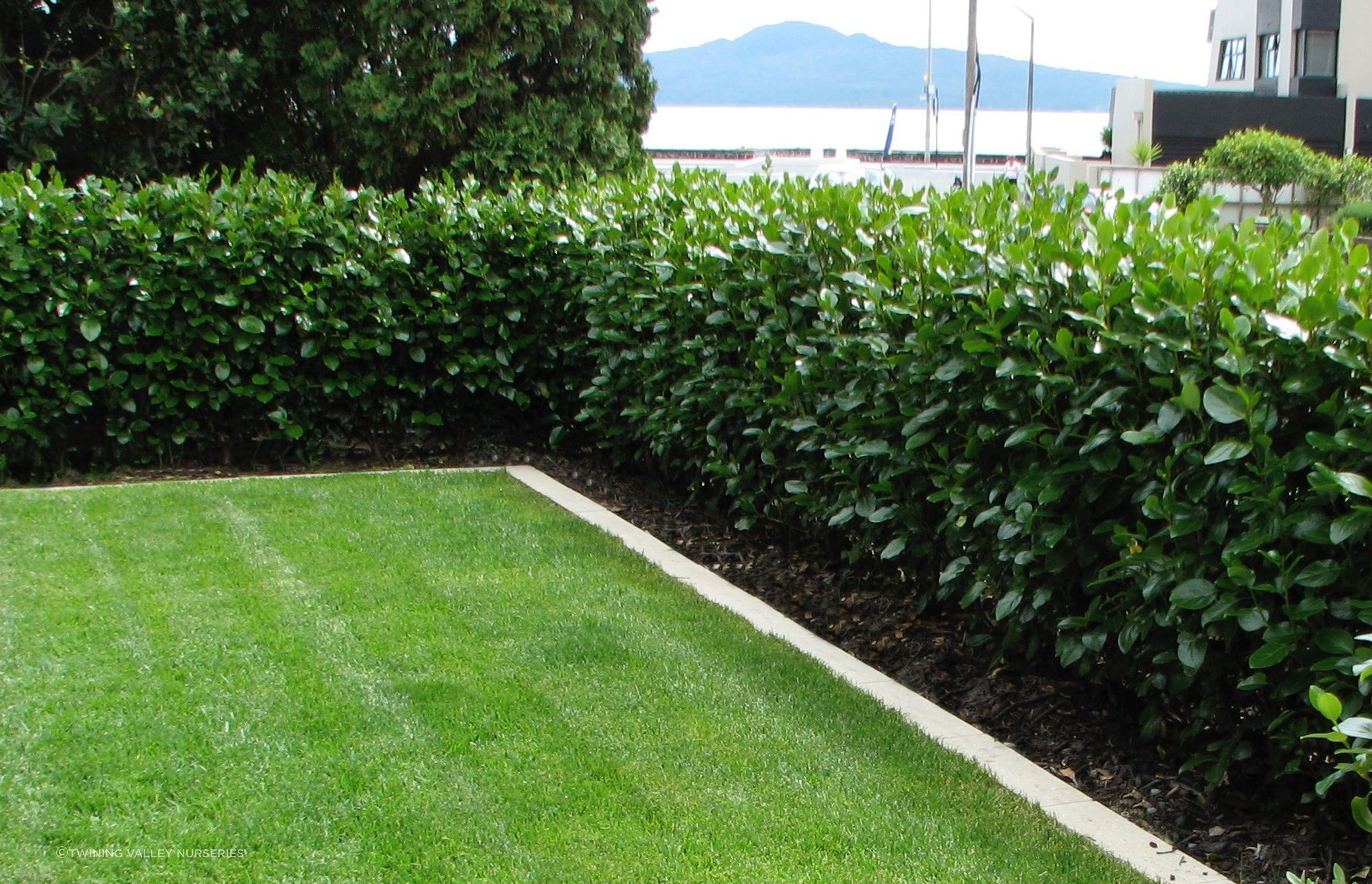 Screening the road but not the view with Living Walls™ instant hedges from Twining Valley Nurseries