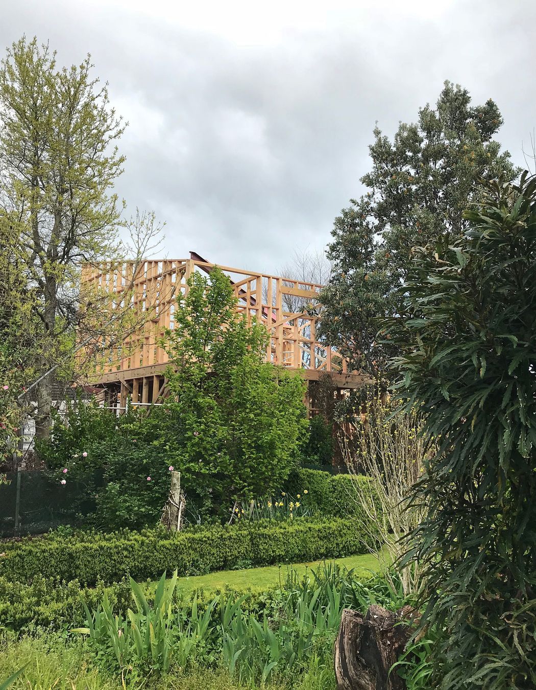 Peeking through the established, neighbouring private garden on the Northern boundary of Habitat.