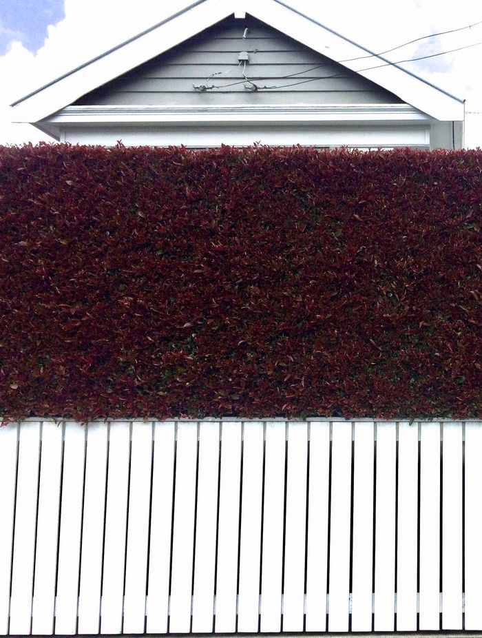 Heritage zoning privacy with Living Walls™ instant hedges by Twining Valley Nurseries