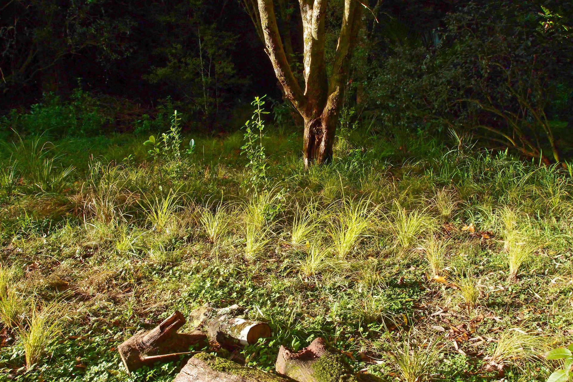 The flood terrace beyond the stream is planted with a diversity of native wetland sedges and other plants, decaying log piles are retained for fungal, insect and lizard habitat.