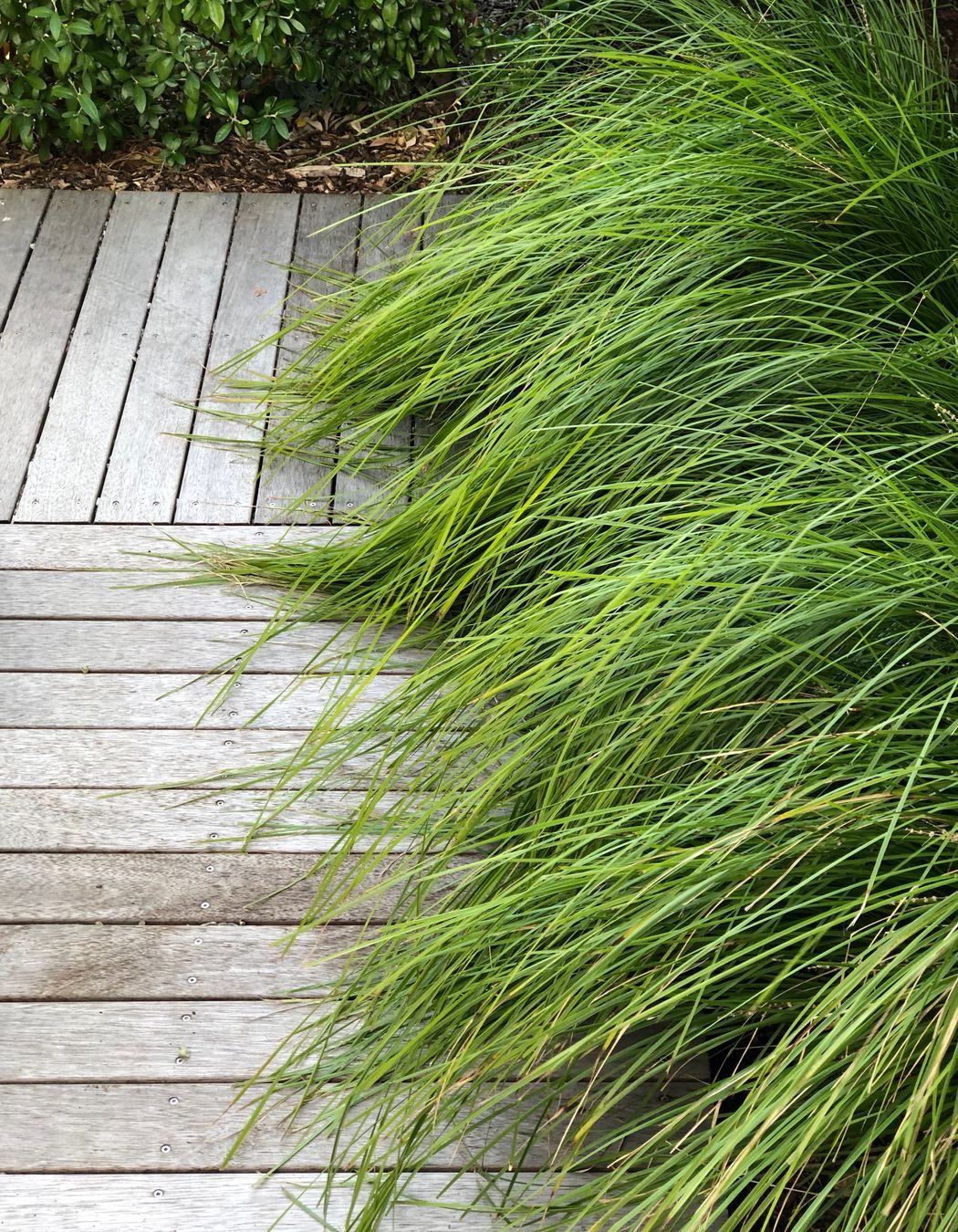 Timber board walks in Seatoun