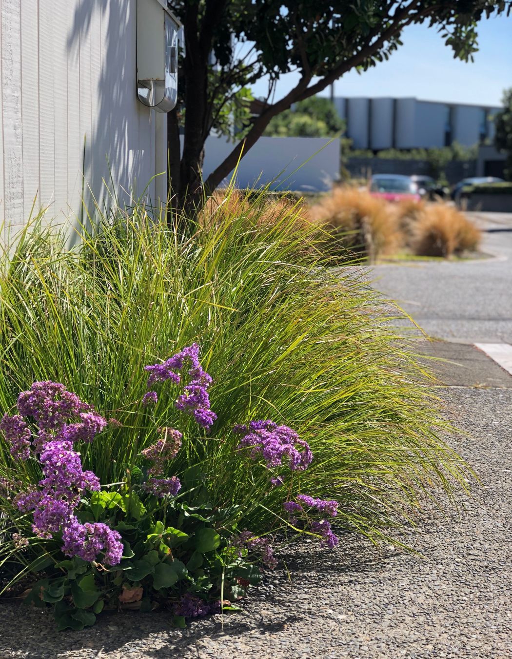 Coastal planting in Seatoun