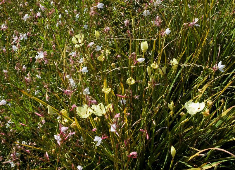 Auckland Public Gardens